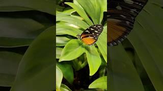 beautiful butterfly #USA#butterfly#colors#america#northcarolina#kids