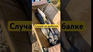 случай на рыбалке #рыбалка #рыба #карп #сазан #белыйамур #карась #фидер #fishing