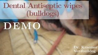 Antiseptic DENTAL bulldog mouth rinse || DEMO || Dr. Kramer Vet4Bulldog