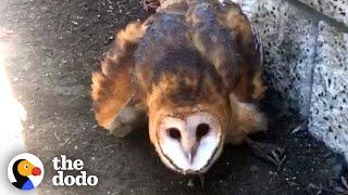 Scared Barn Owl Stuck in Glue Trap Is Finally Free | The Dodo