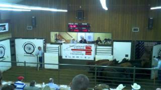 David Whitaker selling at the International Livestock Auction Championship