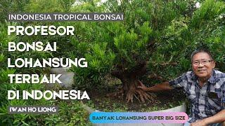 Profesor Bonsai Lohansung Programan terbaik di Indonesia