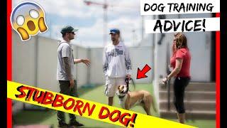 How to train a stubborn dog! PitBull Training with Americas Canine Educator