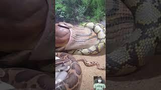 Viral Snake Video ||  #shorts #shortfeed #short