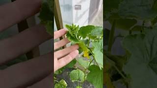 Cucumbers have stopped growing! This is easy to fix #cucumbers #cucumber