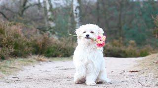 Trickdogging with Milo the Havanese 