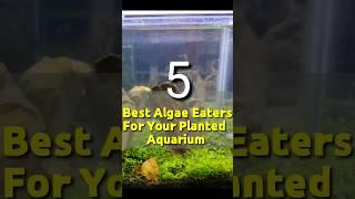 Five Best Algae Eaters For Your Planted Aquarium #shorts #fish #fishtank