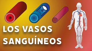 Los vasos sanguíneos #videolección 3º eso