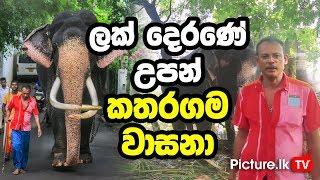 Kataragama Wasana Tusker -  One of The Most Famous Elephant in Sri Lanka