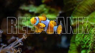 Stunning Saltwater Aquarium in Prague – Exotic Fish & Corals