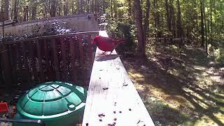 Beautiful Carolina Cardinal - video for cats and nature enthusiasts. Bird Watching