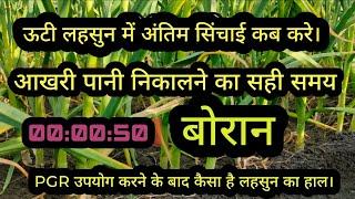 ऊटी लहसुन में अंतिम सिंचाई कब करे| PGR | BORON | 00:00:50 उपयोग करने के बाद कैसा है लहसुन का हाल चाल