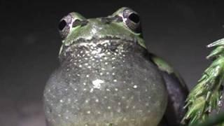 Japanese tree frog ニホンアマガエル　Hyla japonica