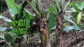 Cultivo de Cambur o Banana, Parte#2: Siembra