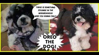 There's something strange in the neighborhood... who you gonna call??? oreo baby