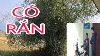 Bé say Bắt gặp rắn khổng lồ ngay cửa nhà mình,gấp rút làm nhưng việc này để an toàn