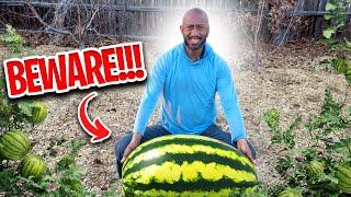 6 Common Watermelon Growing Mistakes