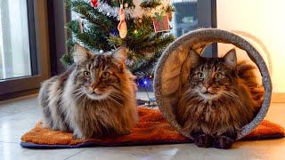 Roy's and Moss' Guide for a Perfect Christmas Day | Norwegian Forest Cats