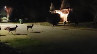 9 Deer crossing our road