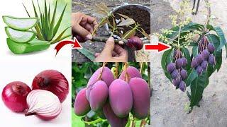 Techniques Graft A Mango Tree Get a lot of benefits 100% success