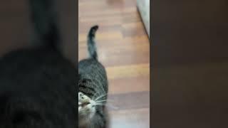 Мяу Мяу #cat #ukraine