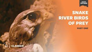 Snake River Birds of Prey Part I | Mutual of Omaha's Wild Kingdom