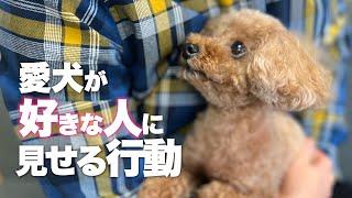 愛犬が好きな人や家族に見せる行動　愛犬の愛情表現