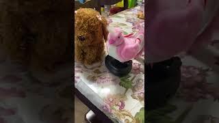 Cute Toy’s #bird toys #dog toys #sounds #satisfying #japan #shorts #shortvideo