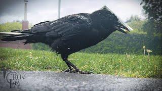 Crow Cam: Screamin’ in the Rain