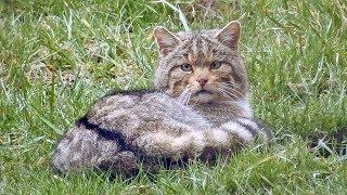 European wildcat,  Europäische Wildkatze. Germany / Eifel