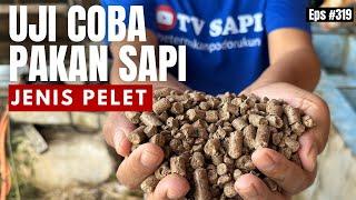 Uji Coba Pakan Sapi ( pelet )