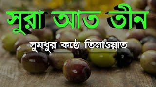 সূরা তীন- তিলাওয়াত ও বাংলা অনুবাদ (Surah Tin 95)