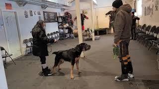 Training a REACTIVE ROTTWEILER session 1