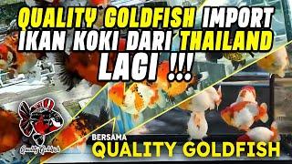 QUALITY GOLDFISH IMPORT IKAN KOKI THAILAND LAGI !!! INI DIA IKAN IKANNYA !!!