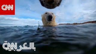 ماذا تفعل الدببة القطبية خلال الصيف؟ شاهد ما كشفته كاميرات معلقة على رقبتها