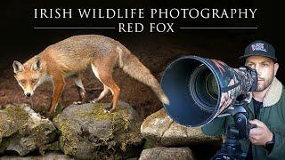 Red Fox & Woodpecker - Irish Wildlife Photography (Mullingar Hide)