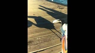 Pelican tries to eat boy