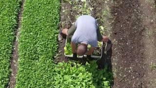 HARVESTING TURNIPS!!