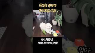 말하는 강아지 말티푸 또기, dog communicates with mom #말티푸 #말하는강아지 #강아지 #doglover #maltipoo #talkingdog #shorts