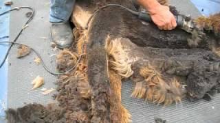 Alpaca Shearing with Jay Mariacher -- Domingo