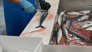 Butterfly filleting deep-sea Mackerel landed in Killybegs this week.