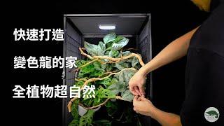 【快速造景】大型網籠專用！全植物造景超爽超享受？變色龍就是要在這個環境長大！