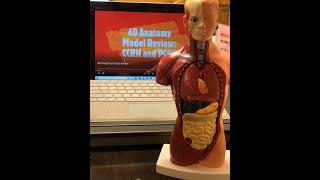 Human Anatomy 4D model review