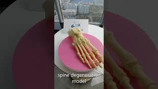 human pelvis 3d model,Skeleton Models,Human Muscle Models,Human Skeleton Models Manufacturer Chinese