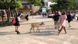 Japanese Schoolgirl Takes Selfie With Deer