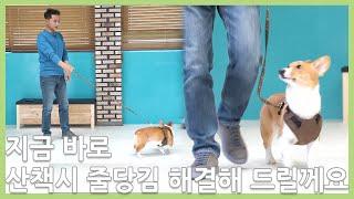 산책시 줄당김 문제 바로 즉시 해결 가능한 훈련 방법을 알려 드립니다.