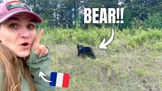 My First Bear Sighting in Minnesota!A French Girl in Northern Minnesota | Wolf & Bear Center in Ely