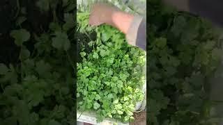 #gardening #rooftop # coriander harvesting #kitchen garden#organic vegetables #stay healthy