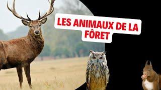 Les Animaux de la Forêt en France