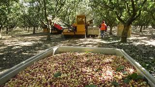 Pistachio Harvest